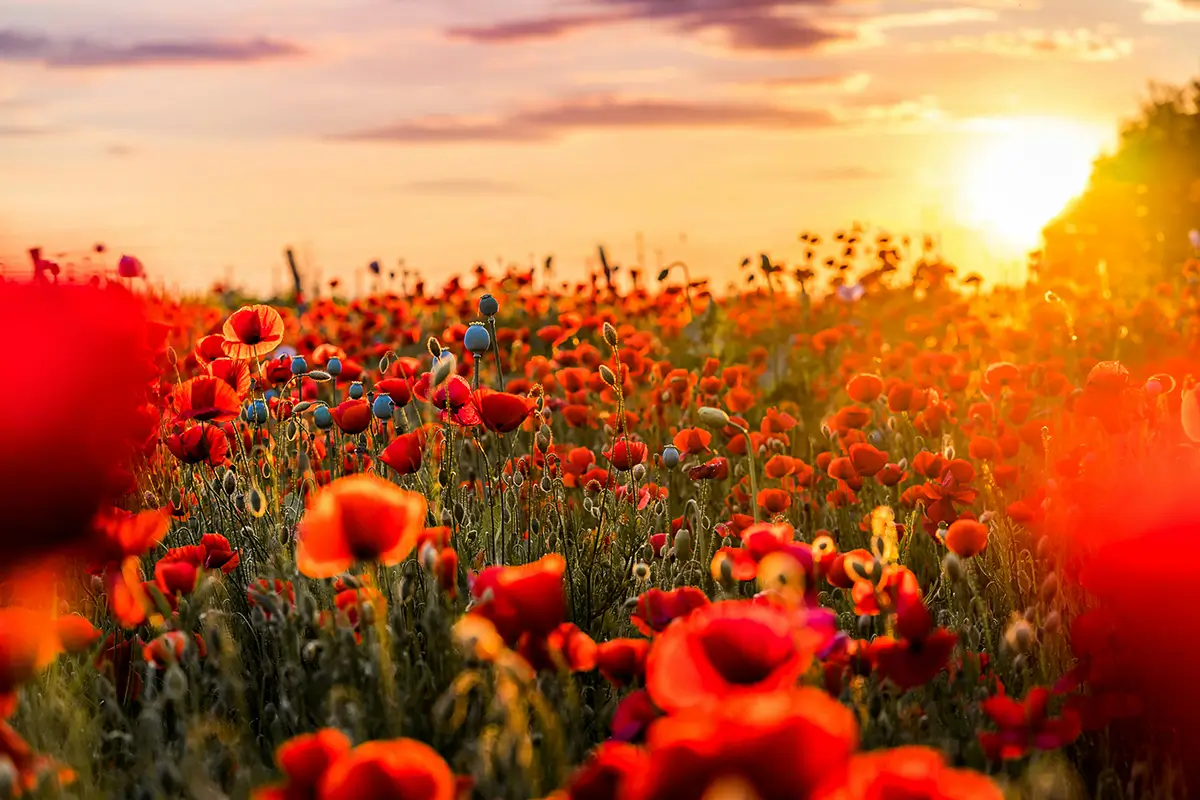 A field of red poppies for service of songs zoom link