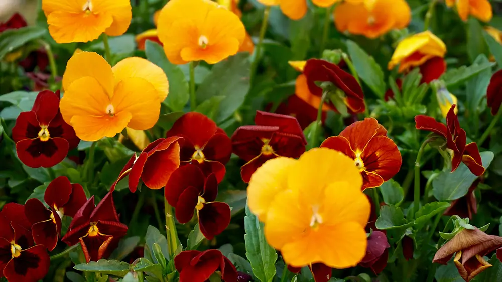 A field of yellow and red